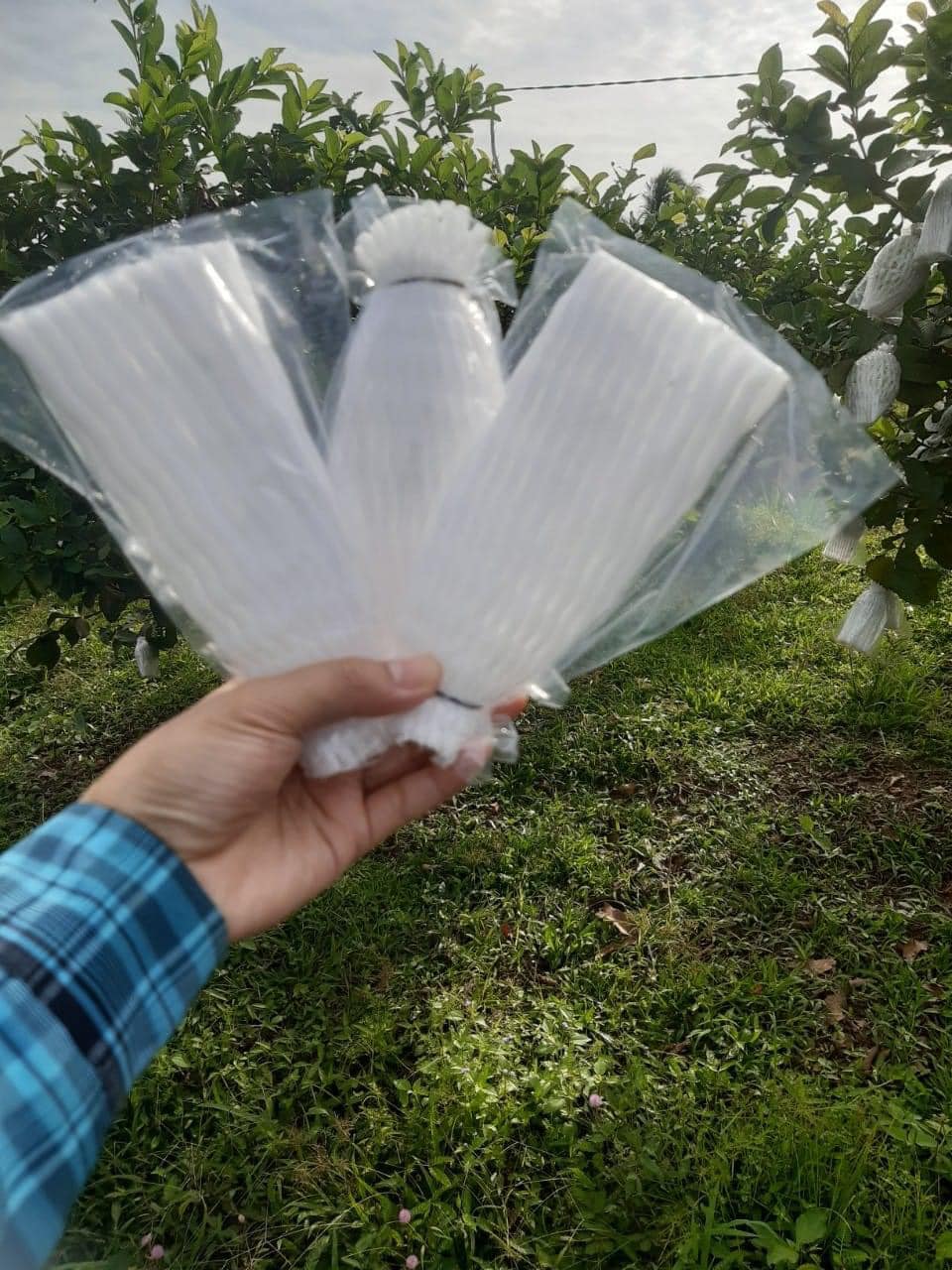 Xốp bọc ổi lồng sẵn trọn bộ